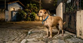 Moradora percebeu que o cachorro do vizinho aparecia sozinho diante de sua porta todas as noites, mas só resolveu segui-lo quando ele começou a voltar cada vez mais cedo