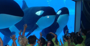 SeaWorld anuncia que irá interromper a reprodução de orcas em cativeiro