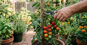 A tarefa de 5 minutos em setembro que ajuda os tomates a amadurecer antes do fim da temporada