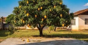 4 tipos de mangueiras adequadas para plantar na frente da casa