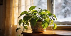 Por que a planta-dinheiro murcha? Este erro comum na rega é um dos motivos desse problema
