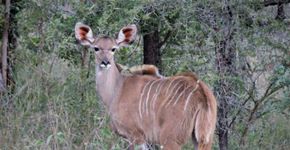 Guia completo para um safári no Kruger Park, na África do Sul