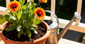 A planta que resiste ao sol mais forte do verão e floresce até em solos pobres