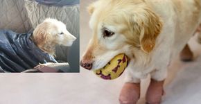 Cão que perdeu as 4 patas em matadouro é adotado e vive feliz