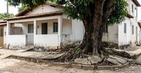 Por que o pé de manga não deve ser plantado rente ao muro
