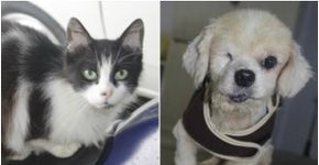 Abrigo de cães e gatos idosos faz vaquinha online para arrecadar recursos
