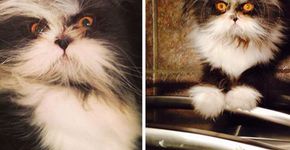 Desordem genética “Síndrome de Wolverine” faz gato ser mais peludo que o normal