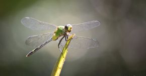 Greenpedia: a enciclopédia da preservação do meio ambiente no Brasil