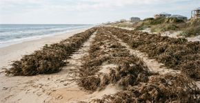 Desde 2021, estudantes do Alabama usam árvores de Natal descartadas para reconstruir dunas e plantam cerca de 3.000 plantas nativas por ano