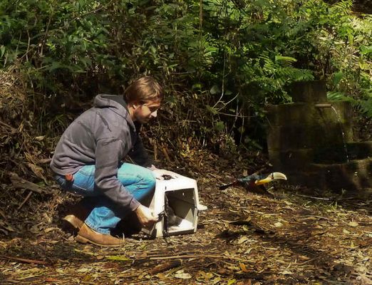 Após tratamento, pássaros são soltos em áreas verdes seguras da cidade