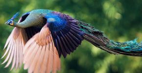 Fotos mostram a beleza dos pavões em pleno voo