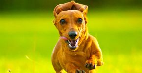 Cães são capazes de reconhecer emoções humanas, diz estudo