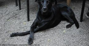 Conheça um espaço de eventos onde o cão é mais bem tratado do que o próprio dono
