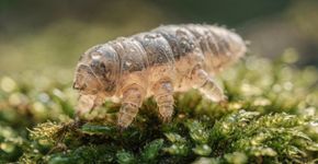 O bicho que parece de outro planeta e tem superpoderes reais sobrevivendo até no vacuo do espaço