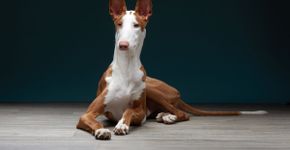 Cachorros espanhóis: 5 raças originárias da Espanha