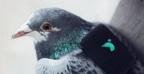 Pombos ajudam a monitorar níveis de poluição do ar em Londres