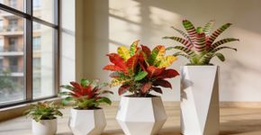 Conheça 5 plantas “clássicas” que estão voltando à moda na era moderna