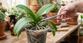 O que fazer com a orquídea em agosto para ela voltar a florescer ainda mais forte no próximo ciclo