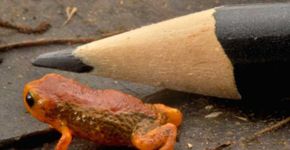 Descoberta duas novas espécies de mini sapos no Paraná
