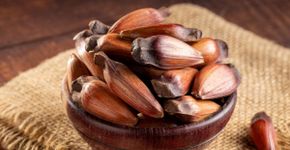 Benefícios do pinhão: veja 5 motivos para consumir e como aproveitar o alimento