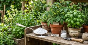 Despejar bicarbonato de sódio no jardim e nos vasos: para que serve e por que é recomendado