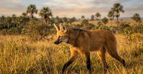 Rios de águas cristalinas, veredas, campos de cerrado e animais ameaçados como lobo-guará e tamanduá-bandeira: a região protegida de mais de 367 mil hectares que conserva um dos biomas mais antigos do mundo