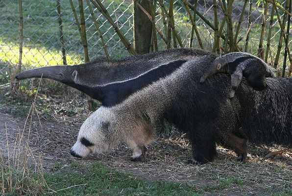 A pata do tamanduá parece um urso polar