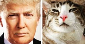 Página ironiza Donald Trump e publica fotos de animais imitando o empresário