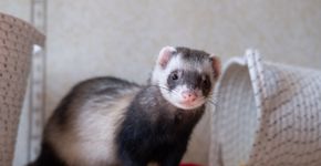 7 curiosidades interessantes sobre os furões 