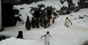 Vídeo de pinguim extremamente feliz conquista a internet