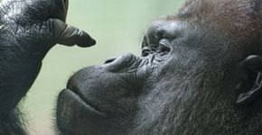 Gorila Harambe era explorado desde filhote e conhecido como “o gigante gentil”