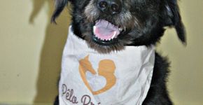 Projeto recruta cães para trabalho voluntário em terapias