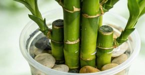 A planta que harmoniza o ambiente e pode crescer num simples copo de plástico