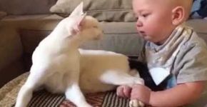 Bebê agarra pata de gato recém-adotado e felino surpreende