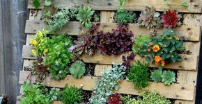 7 ideias para montar um jardim vertical com pouco dinheiro