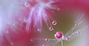 Fotógrafo japonês  descobre um mundo invisível em seu jardim