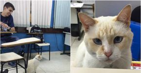 Conheça Branco, o gatinho ‘estudante’ que é mascote na faculdade