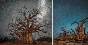 As árvores mais velhas do mundo iluminadas pelas estrelas