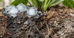 Colocar gelo no vaso de uma planta parece prático, mas a temperatura e a distribuição da água podem prejudicar as raízes
