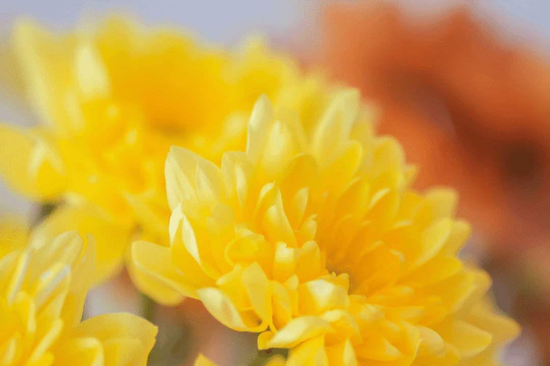 O banho de mel e flores amarelas ajuda a atrair doçura, amor-próprio e relações mais harmoniosas (Imagem: Pictures_for_You | Shutterstock)