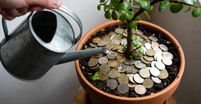 A planta secreta que puxa dinheiro pra sua sala igual um imã