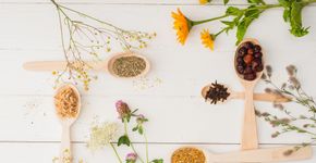 5 plantas medicinais para cultivar em casa