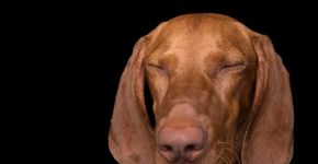 Fotógrafa captura cães em momentos de relaxamento