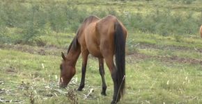 Foto: (Animal Welfarm Foundation)