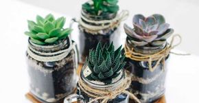 Potes de vidro são ideia prática para se ter plantas em casa