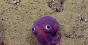 Cientistas descobrem lula de olhos arregalados no fundo do oceano