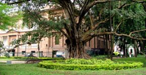 Caminhe pelo Parque da Luz
