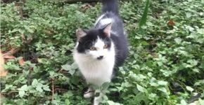 Gatos do Parque da Aclimação: castrar e cuidar é o melhor caminho