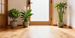 O truque da planta perto da porta que muita gente usa para atrair boas vibrações no Feng Shui