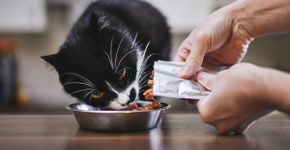 10 dicas para escolher o sachê para o gato 